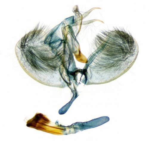 Ypsolopha horridella